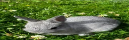 Netherland Dwarf rabbits for sale: FOUR BABY NETHERLAND DWARFS FOR SALE - Advert 5