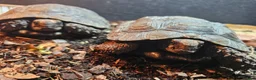 Tortoise reptiles for sale: Burmese Brown Mountain Tortoises in Scunthorpe - Advert 1