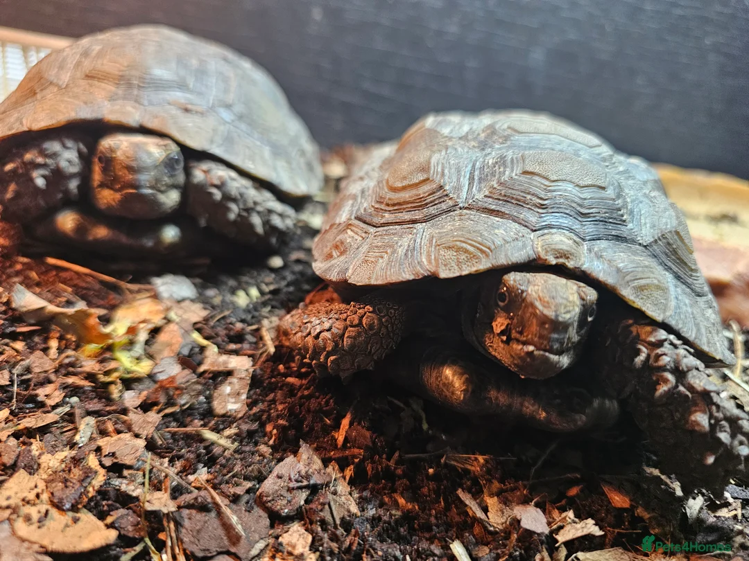 Tortoise reptiles for sale: Burmese Brown Mountain Tortoises in Scunthorpe - Advert 1