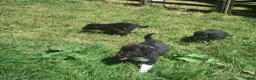 Border Collie dogs for sale: Traditional Border Collie Puppies in Shrewsbury - Advert 6