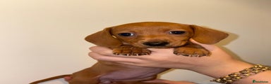 Dachshund Puppy 5