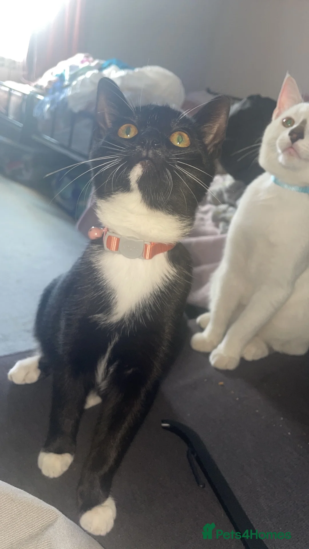 Mixed Breed cats for sale: WHITE 3 month old kittens  in Hemel Hempstead - Advert 2