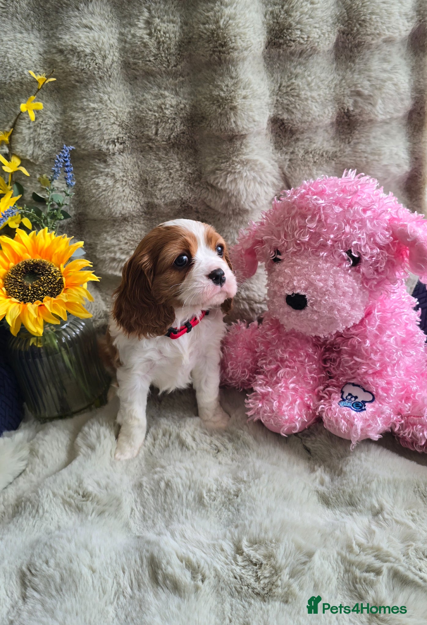 Cavalier King Charles Spaniel dogs Beautiful  Kc Cavalier  Puppies - Advert 1