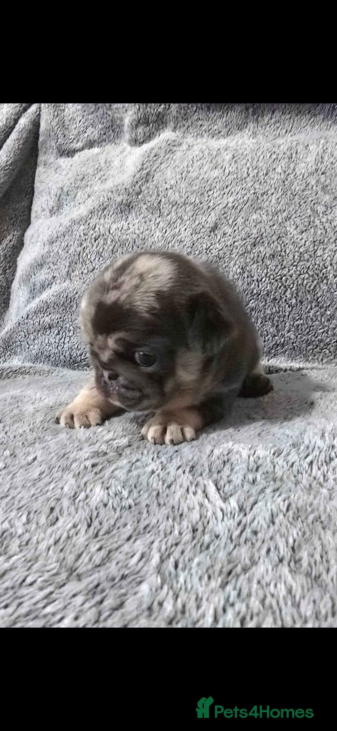 Pug dogs for sale: KC pug puppies  - Advert 3