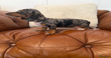 Miniature Dachshund dogs - Advert 15