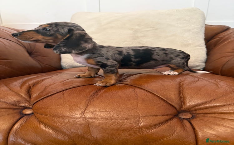 Miniature Dachshund dogs - Advert 14