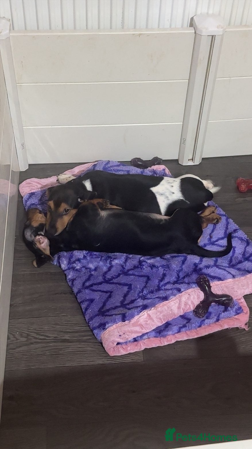 Jack Russell dogs LAST 2 Jack Russell Puppies READY TO GO - Advert 5