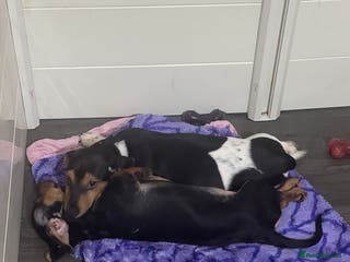 Jack Russell dogs LAST 2 Jack Russell Puppies READY TO GO - Advert 5