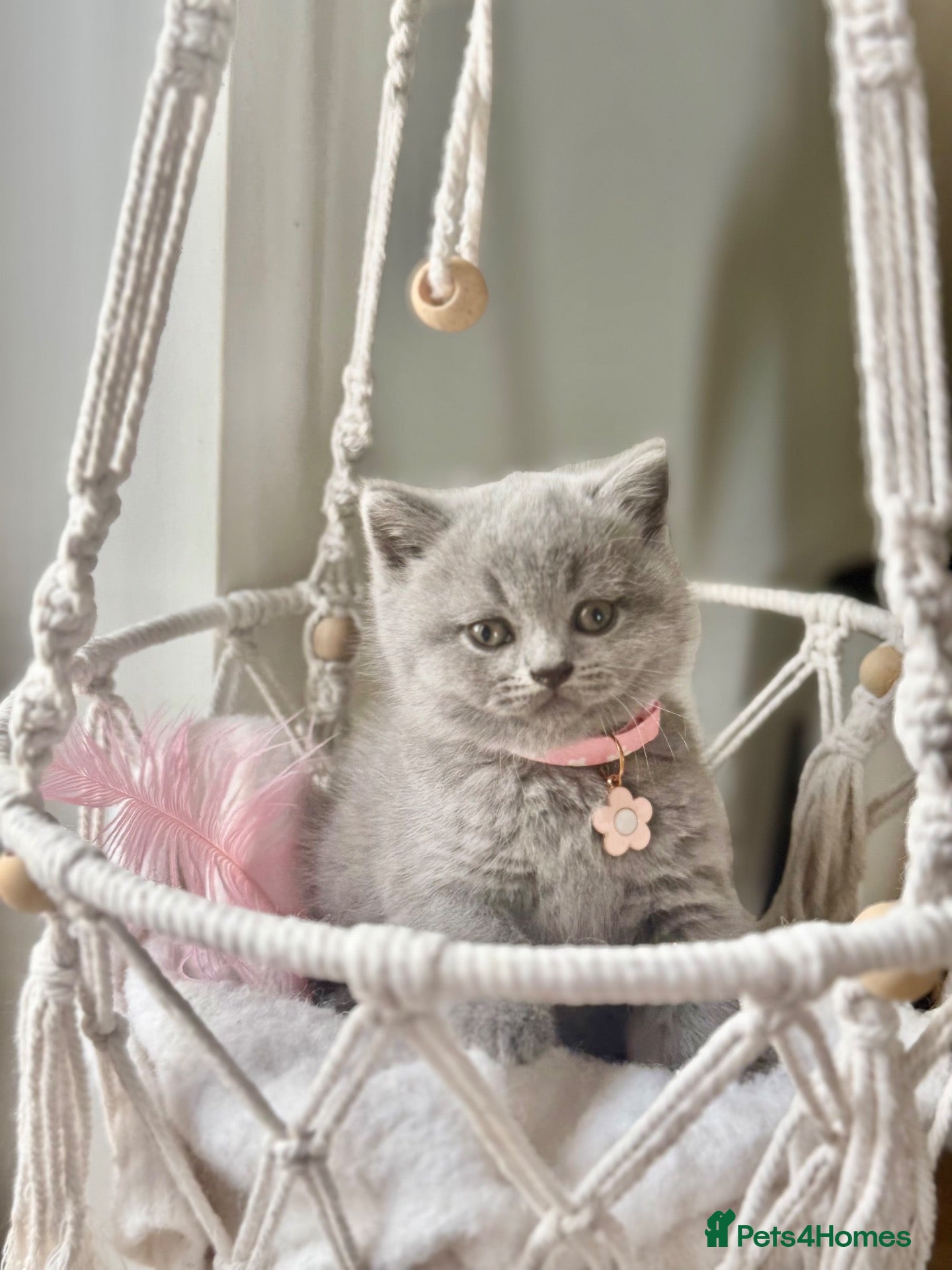 Scottish Fold cats for sale: Schotish straight  - Advert 2