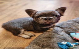 French Bulldog dogs for sale: Fluffy French bulldog puppies- strong bloodline. - Advert 4
