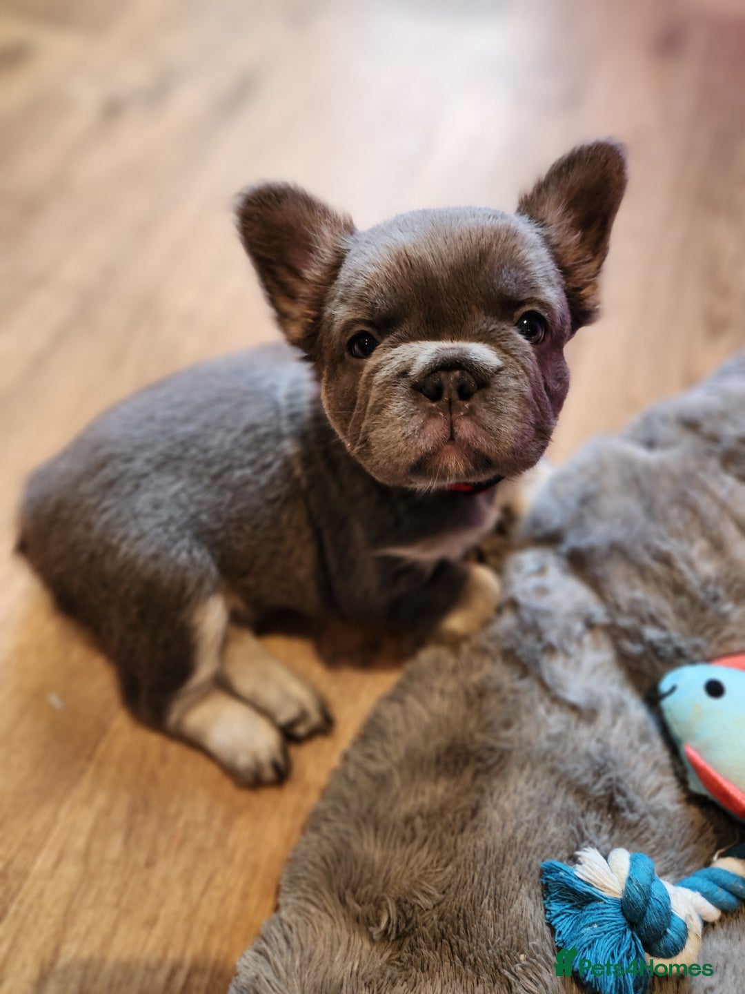 French Bulldog dogs for sale: Fluffy French bulldog puppies- strong bloodline. - Advert 4