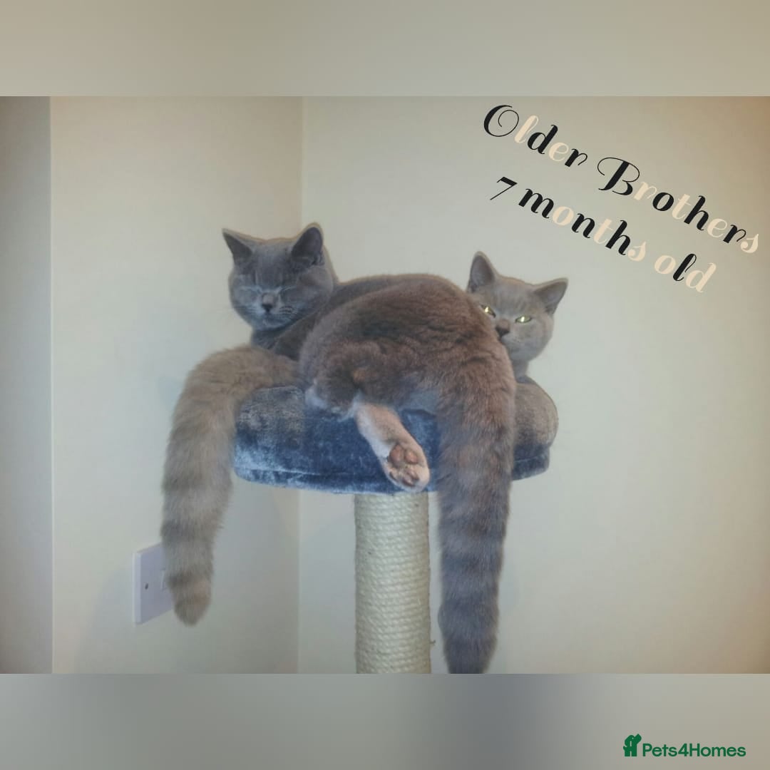 British Shorthair cats for sale: ♥️ Fun Loving British Shorthair Kittens♥️ - Image 25