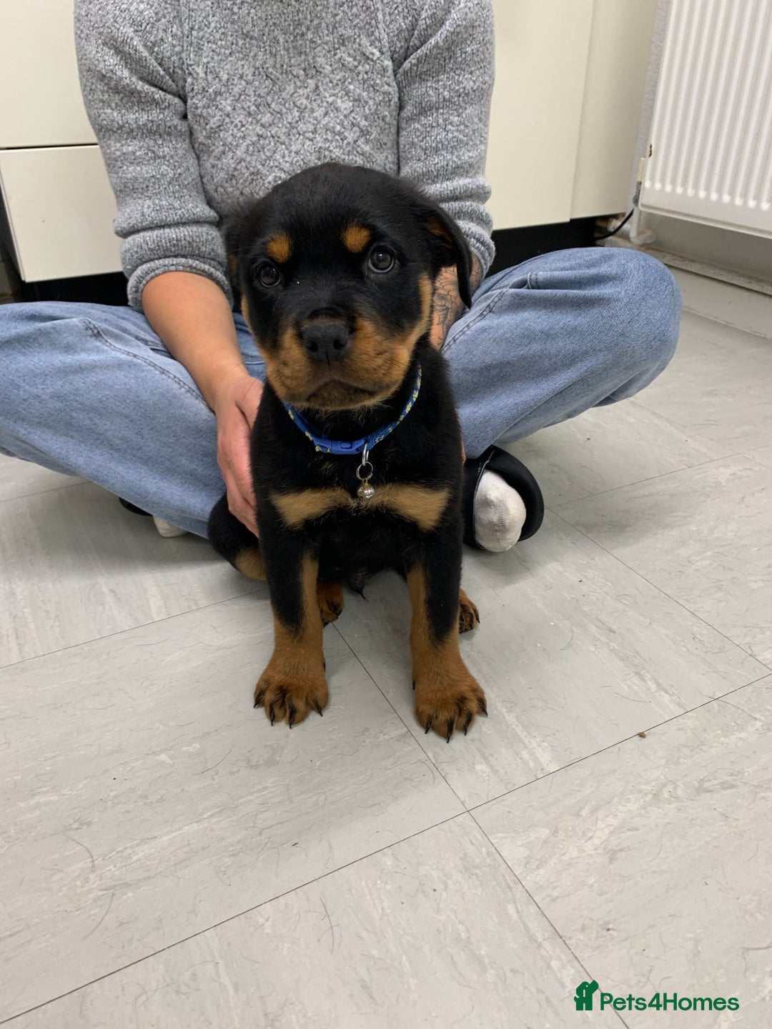 Rottweiler dogs for sale:  TWO LEFT ONLY *READY TO GO NOW* ROTTWEILER PUPS  - Advert 29