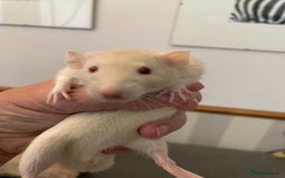 Rat rodents for sale: Very friendly baby rats, including dumbo Siamese  - Image 3