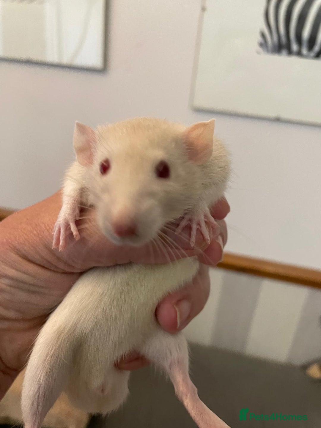 Rat rodents for sale: Very friendly baby rats, including dumbo Siamese  - Image 3