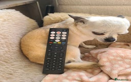 Chihuahua dogs for sale: Tiny chihuahua  - Image 4