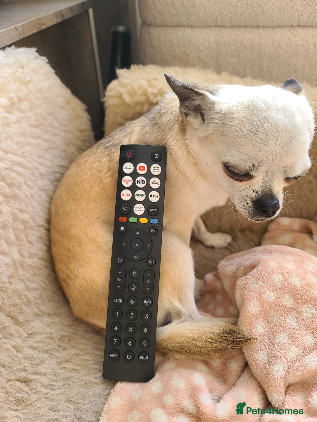 Chihuahua dogs for sale: Tiny chihuahua  - Image 4