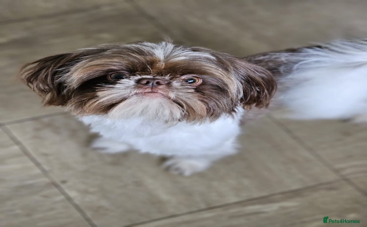 Shih Tzu dogs - Advert 1