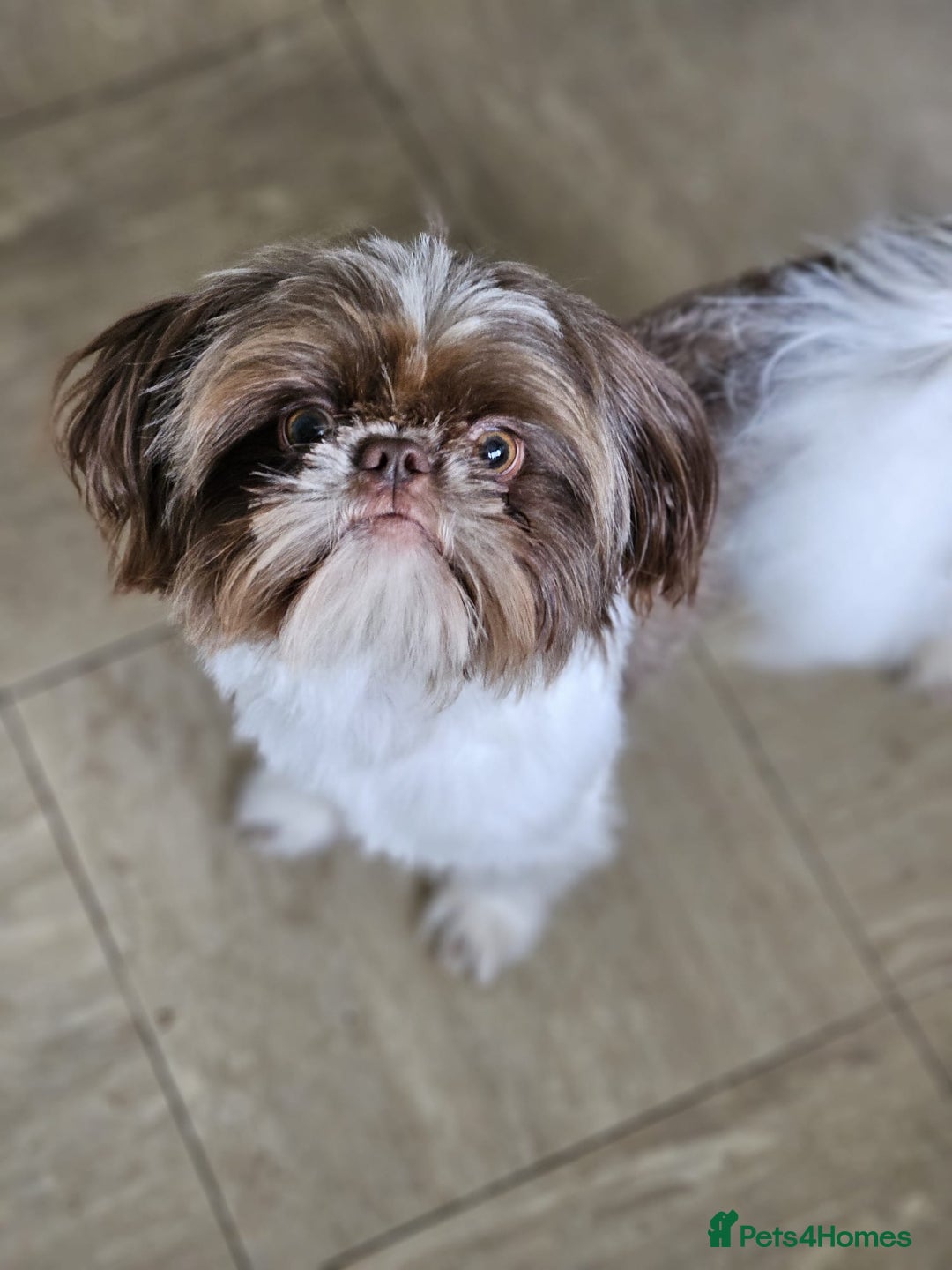 Shih Tzu dogs for stud: Shih tzu for Stud - Image 1