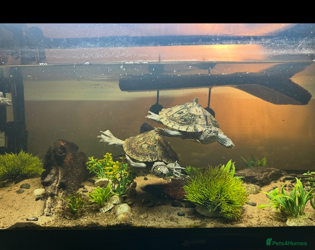 Turtle reptiles for sale: 2 MISSISSIPPI TURTLES  - Advert 1