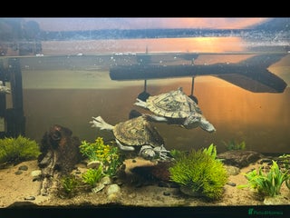 Turtle reptiles 2 MISSISSIPPI TURTLES - Advert 1