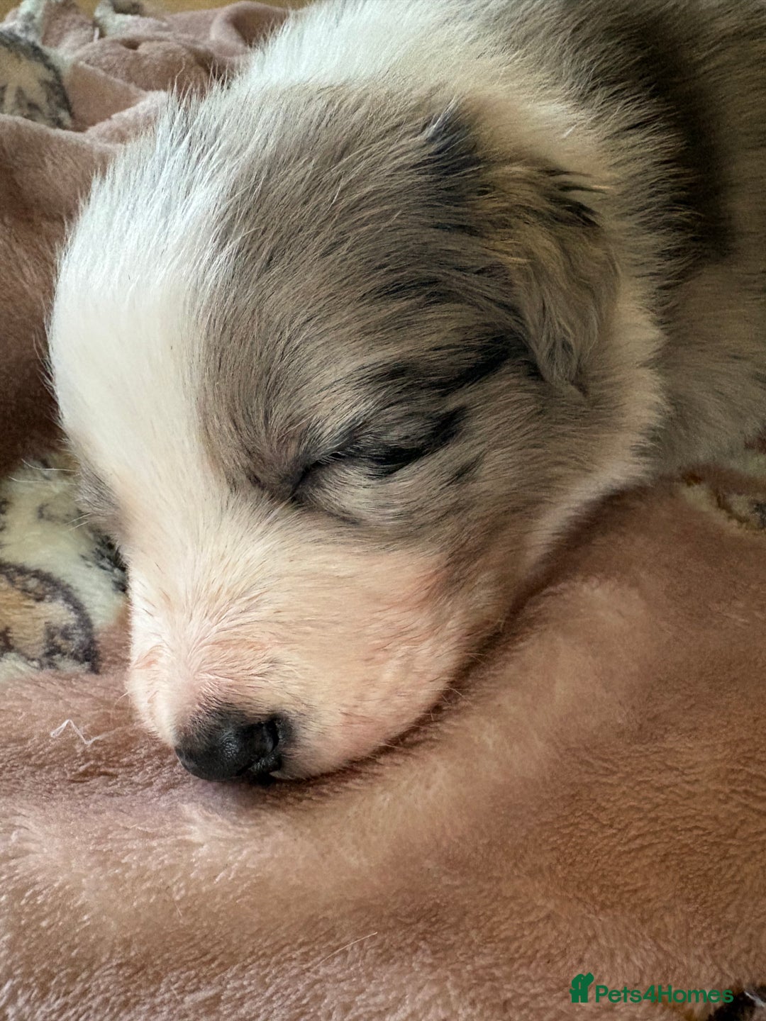 Border Collie dogs for sale: Border collie puppies  - Advert 4