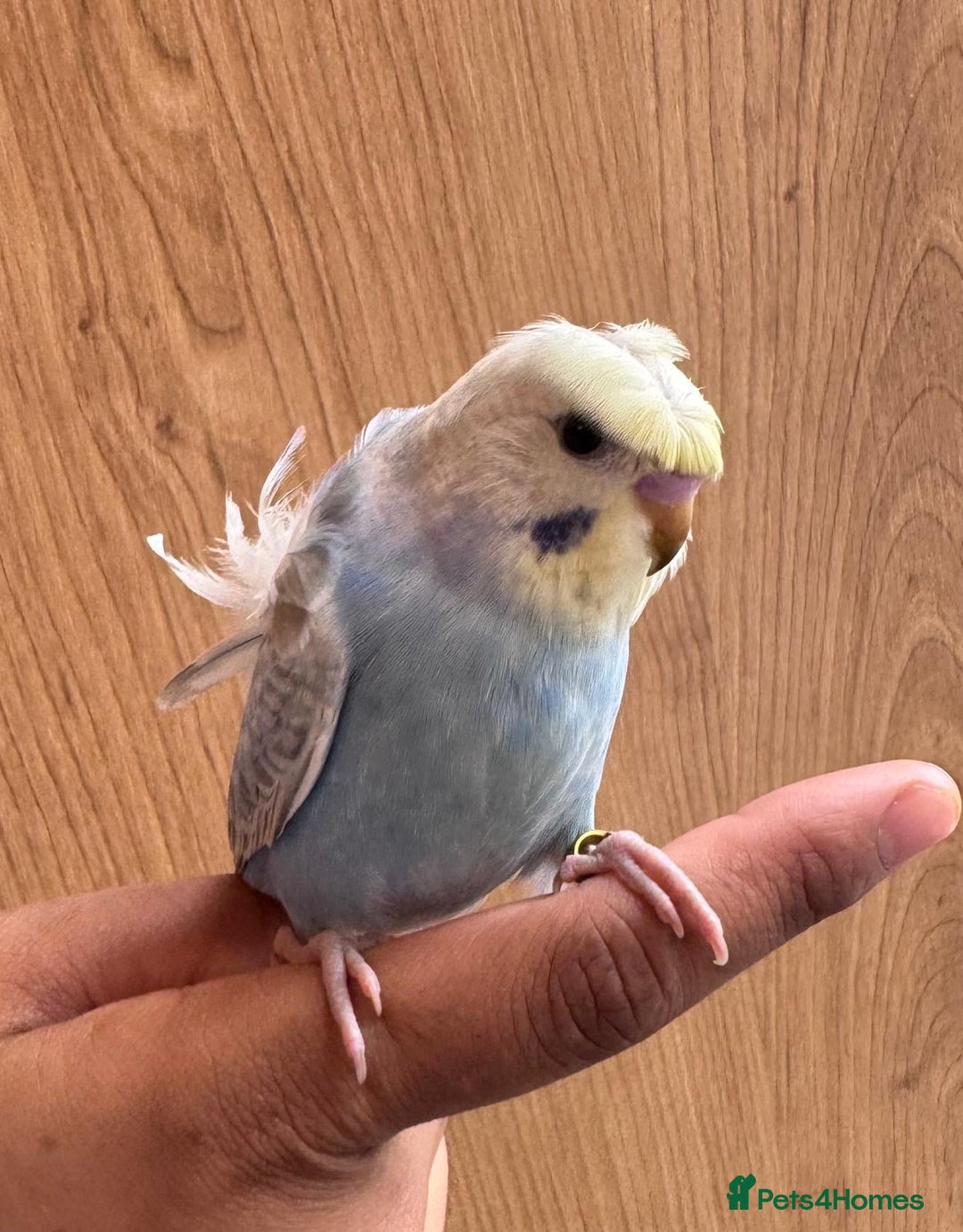 Budgerigars birds for sale: Rainbow ,hagoromo baby budgies hand tamed & reared - Advert 1