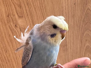 Budgerigars birds Rainbow ,hagoromo baby budgies hand tamed & reared - Advert 1