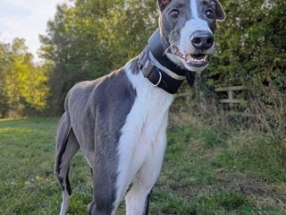 Greyhound dogs - Advert 2