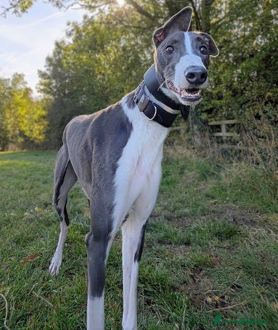 Greyhound dogs Stunning boy Samba wants a loving forever home - Advert 3