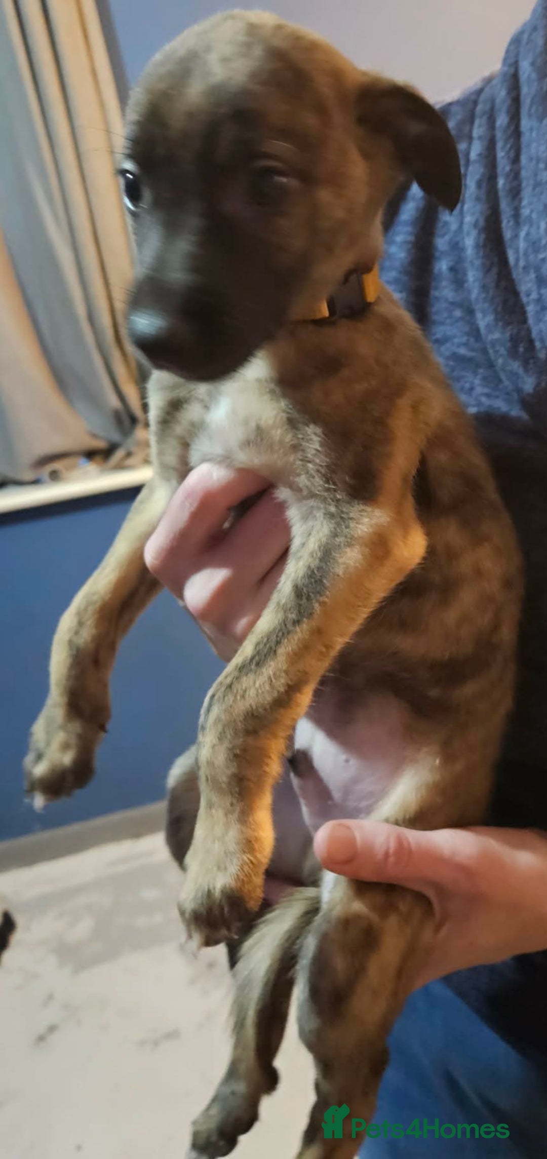 Whippet dogs for sale: 3 beauties left  - Advert 4