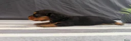 Miniature Dachshund dogs for sale: Longhair Miniature Dachshund - Advert 10