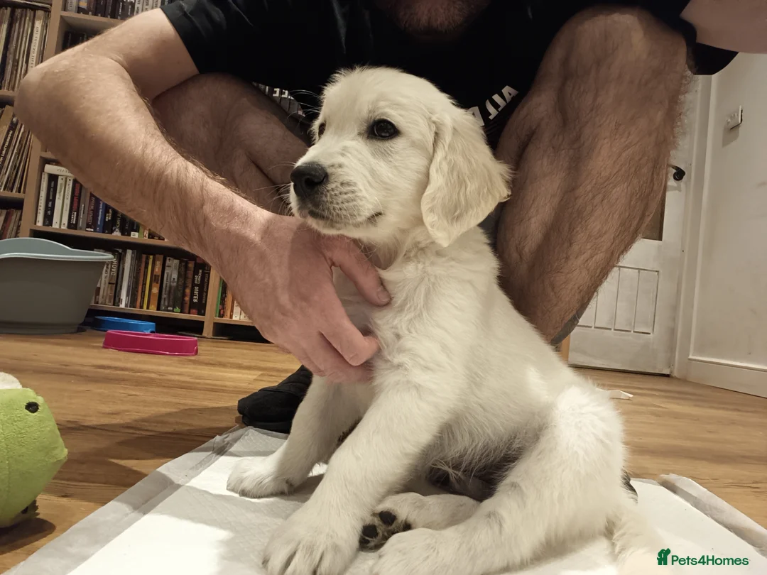 Golden Retriever dogs for sale: Beautiful Golden Retriever Puppies - Advert 3