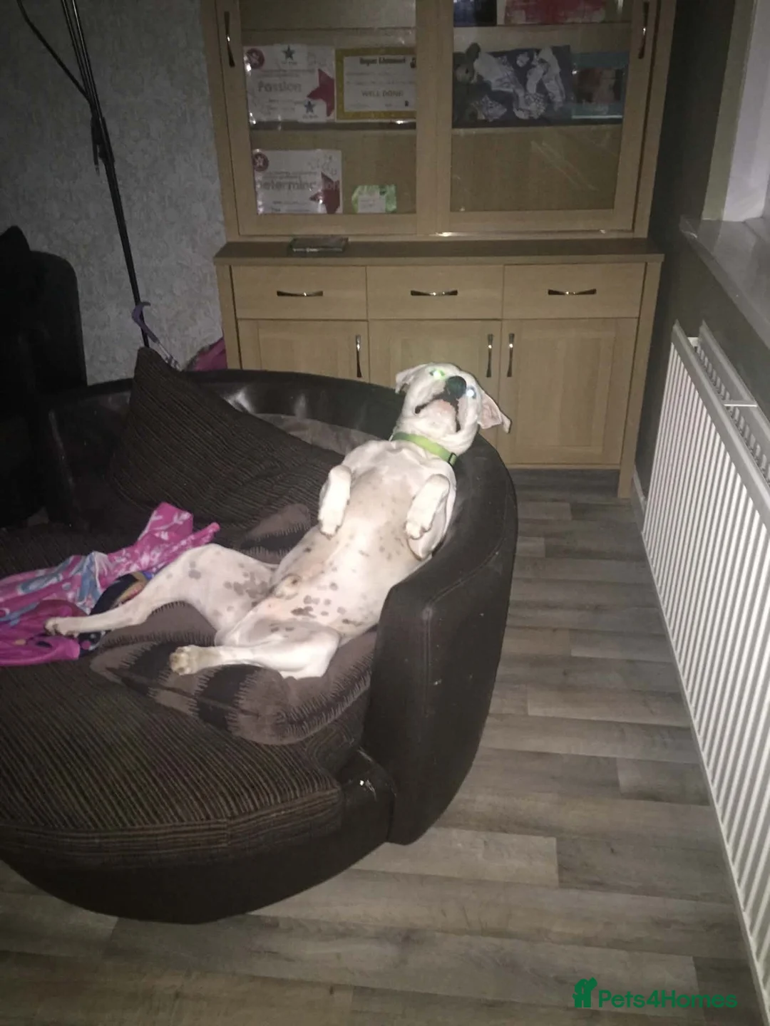 Staffordshire Bull Terrier dogs for stud: Handsome Jake  - Advert 4