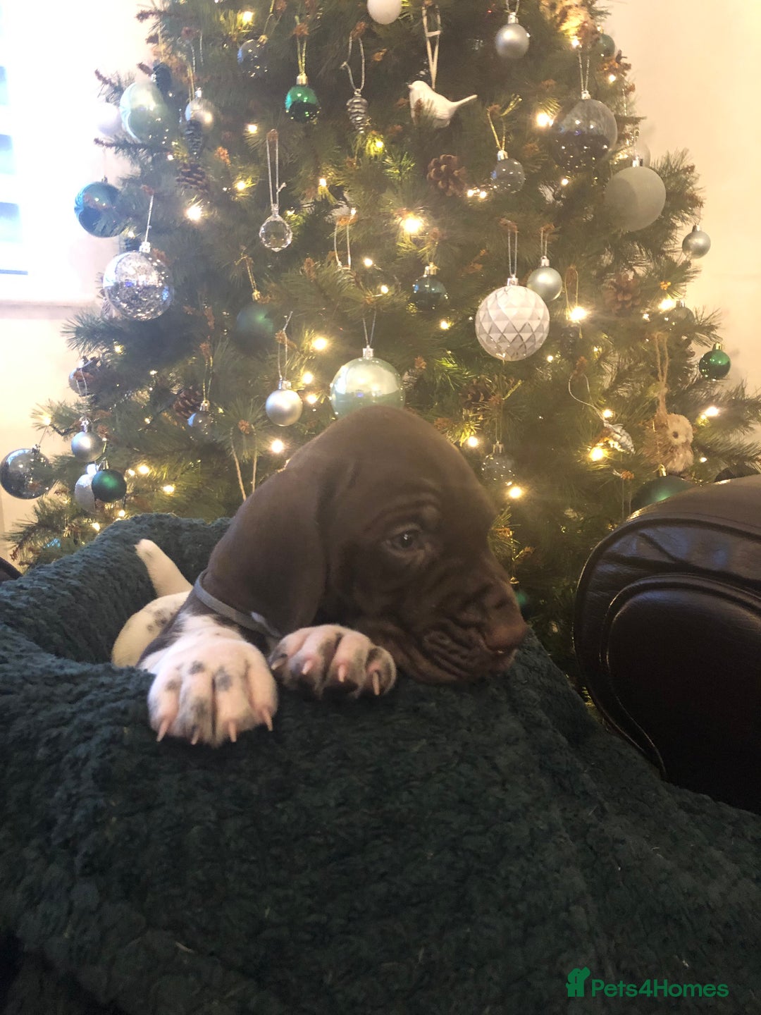 German Shorthaired Pointer dogs for sale: ALL RESERVED  - Advert 30