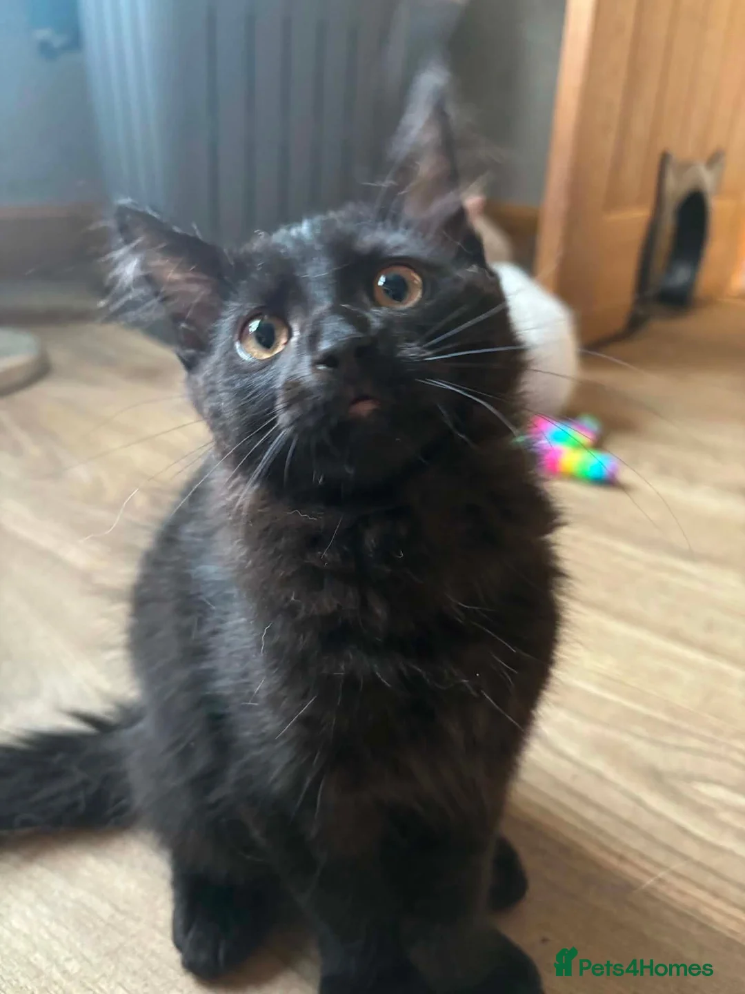 Maine Coon cats for sale: 3 stunning Maine coon kittens  - Advert 7
