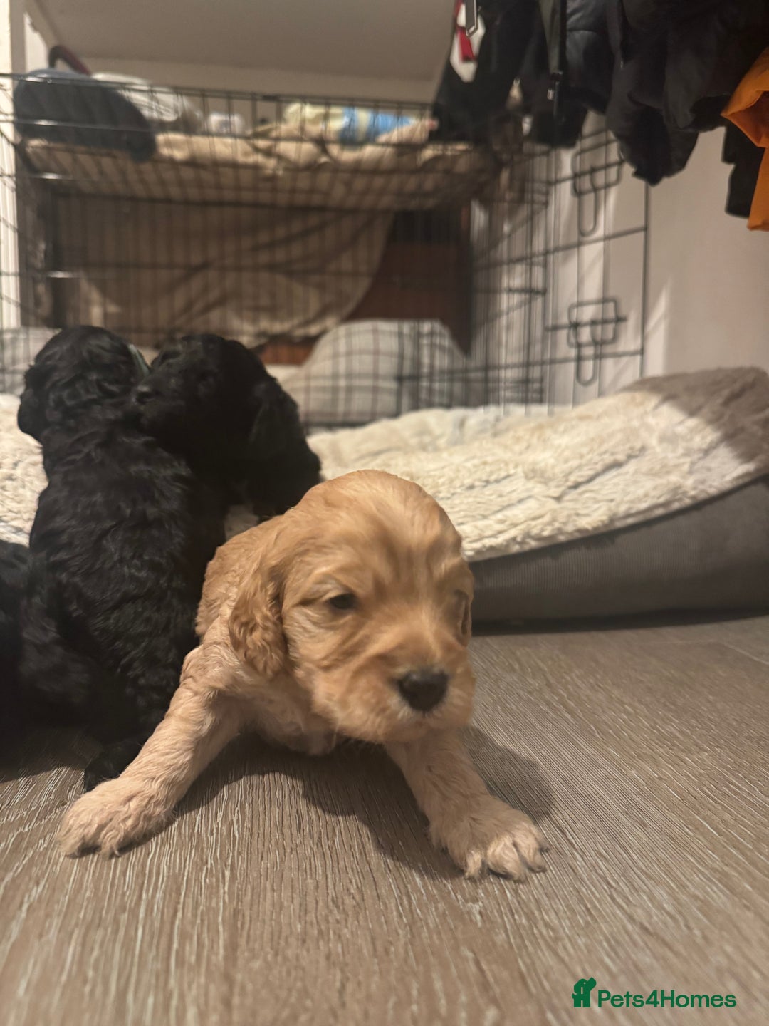 Cockapoo dogs for sale: Cockatoo pups - Advert 9