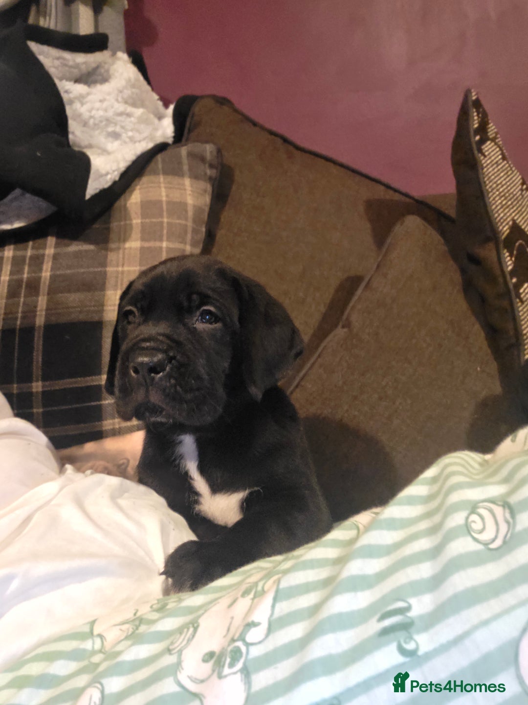 Mixed Breed dogs for sale: Beautiful saint dane puppies - Advert 3