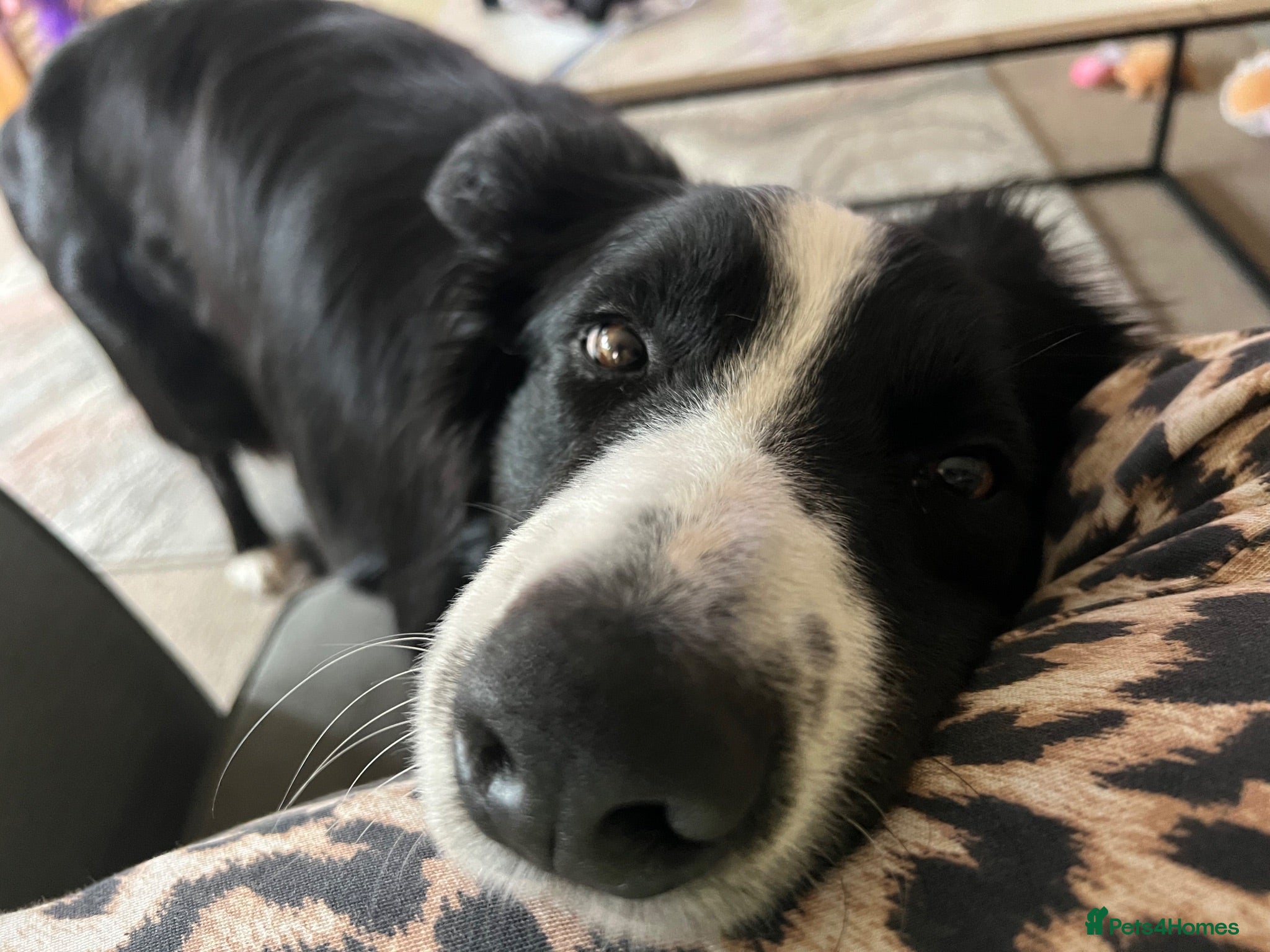 Border Collie dogs Male collie - Advert 1