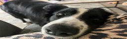 Border Collie dogs for sale: Male collie in Forfar - Advert 1