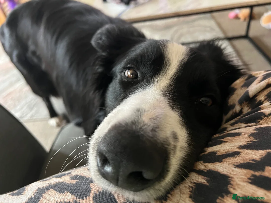 Border Collie dogs for sale: Male collie in Forfar - Advert 1