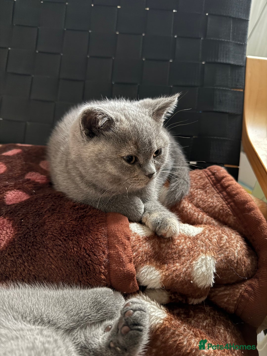 British Shorthair cats for sale: Stunning BSH furry babies all reserved  - Advert 11