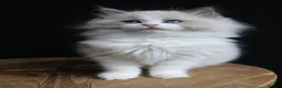 Ragdoll cats for sale: Beautiful Ragdoll kittens - Advert 7