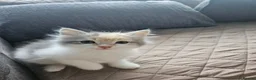 Siberian cats for sale: Beautiful Siberian kitten ready for a new home. - Advert 13