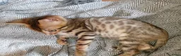 Bengal cats for sale: Bengal kittens - Advert 5