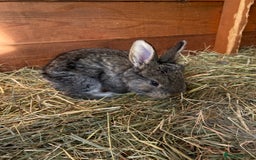Continental Giant rabbits for sale: Continental Giant- Purebred from Both Parents - Image 3