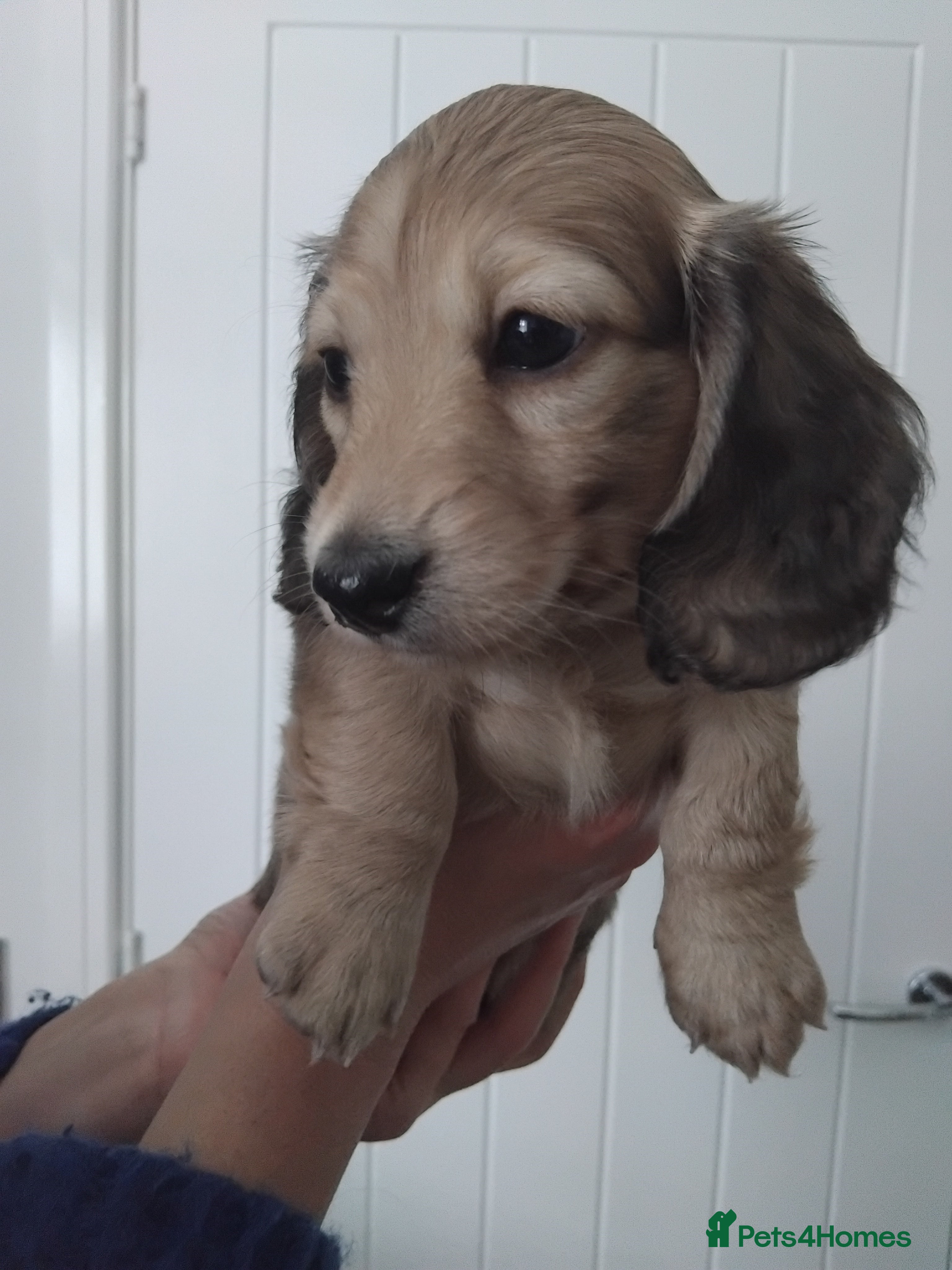 Miniature Dachshund dogs Miniature long haired dachshund puppies for sale  - Advert 10