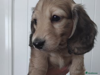 Miniature Dachshund dogs Miniature long haired dachshund puppies for sale - Advert 10