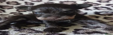 Miniature Schnauzer 2
