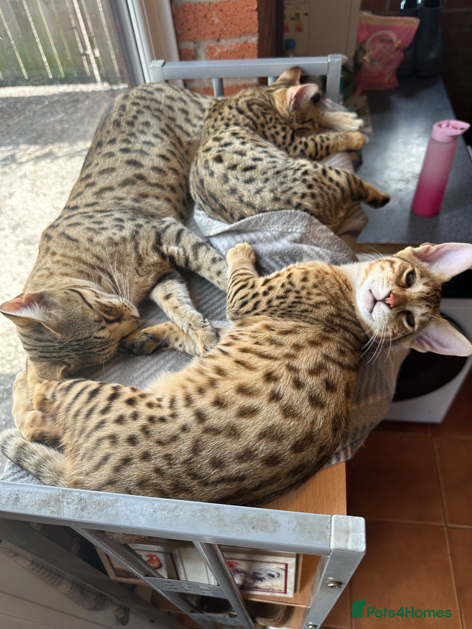 Savannah cats Savannah F4 girls - Advert 1